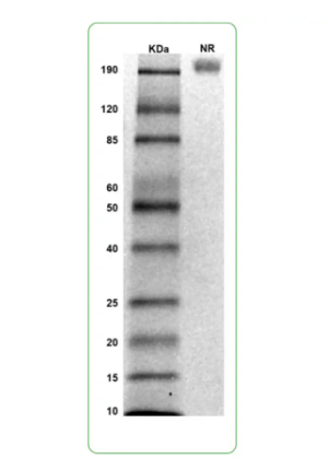 MW: Molecular Weight marker reduced condition
NR: TrkC dimer under non-reduced condition